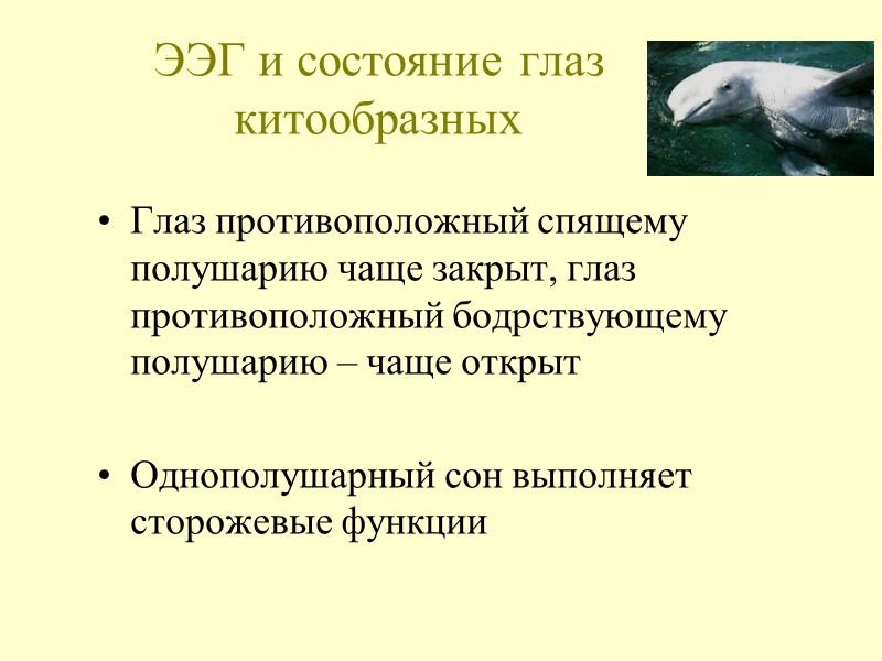 ЭЭГ и состояние глаз китообразных   Глаз противоположный спящему полушарию чаще закрыт, глаз